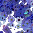 Pluie De Fleurs