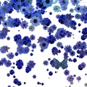 Pluie De Fleurs