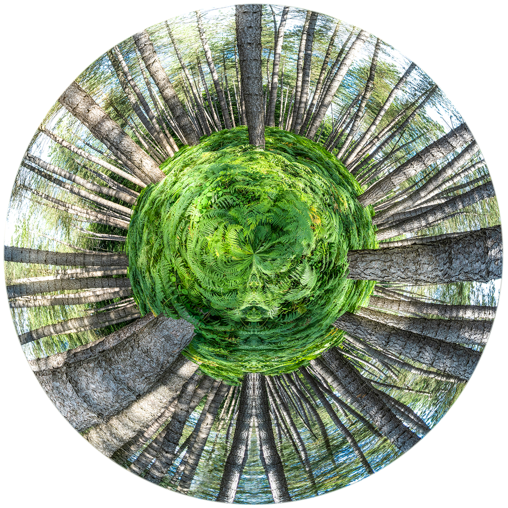 Ferns Speak To Us (80x80cm)