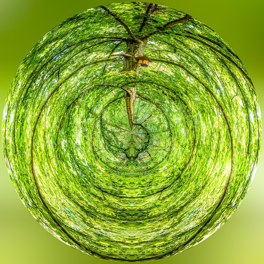 Le nichoir dans la forêt (80x80cm)