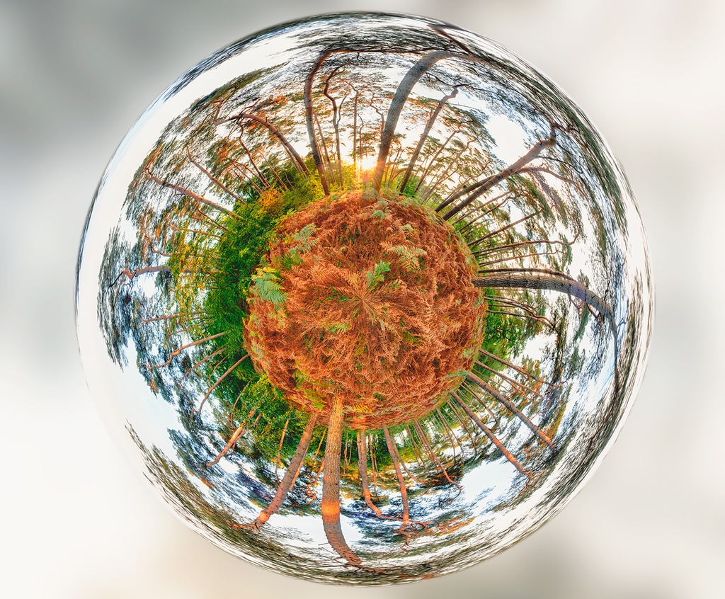 Les Fougères Fatiguées (80x80cm)