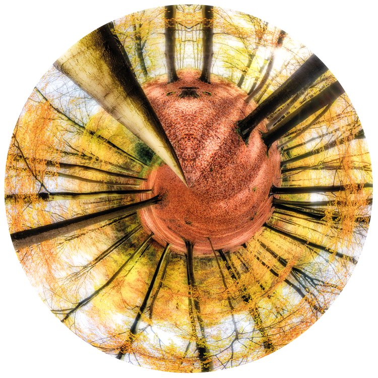 Regeneration (80x80cm)