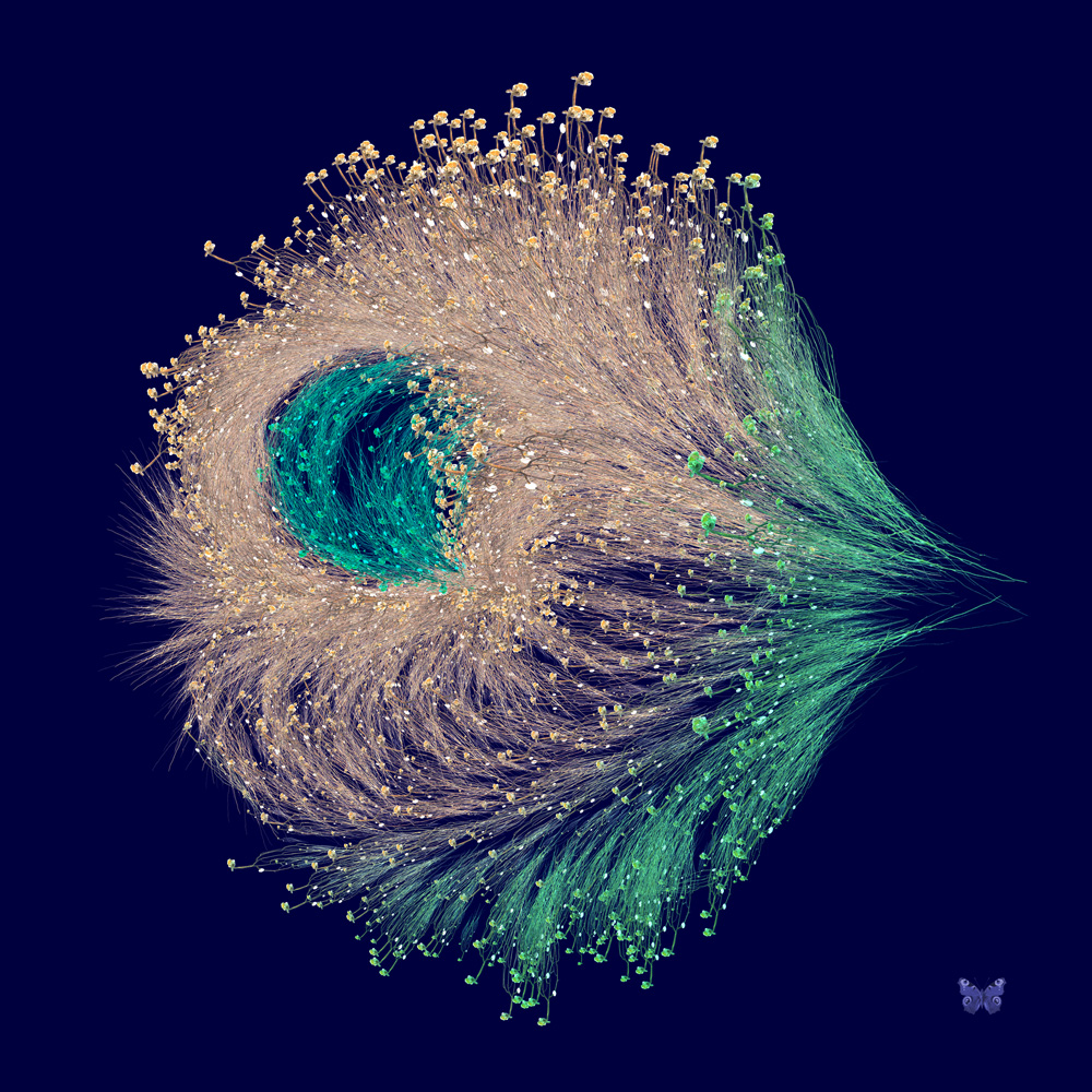 Oiseau De Gorgone (80x80cm)