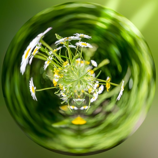 Bouquet of Daisies