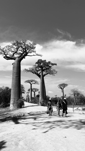 Baobabs